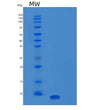 SDS-PAGE analysis of Human IGF1 (Insulin-Like Growth Factor 1) - Recombinant Protein, showing >95% purity under 15% SDS-PAGE (Reduced)