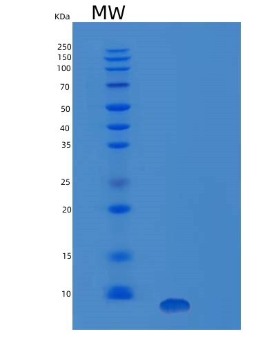 SDS-PAGE analysis of Human IGF1 (Insulin-Like Growth Factor 1) - Recombinant Protein, showing >95% purity under 15% SDS-PAGE (Reduced)