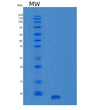 SDS-PAGE analysis of Human IGF1 (Insulin-Like Growth Factor 1) - Recombinant Protein, showing >95% purity under 15% SDS-PAGE (Reduced)