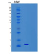 SDS-PAGE analysis of Mouse Ngf (Beta-Nerve Growth Factor) - Recombinant Protein, showing >85% purity under 15% SDS-PAGE (Reduced)