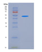 SDS-PAGE analysis of Mouse Kynu (Kynureninase) - Recombinant Protein, showing >90% purity under 15% SDS-PAGE (Reduced)