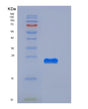 SDS-PAGE analysis of Mouse Creg1 (Protein Creg1) - Recombinant Protein, showing >95% purity under 15% SDS-PAGE (Reduced)