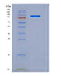 SDS-PAGE analysis of Human AKT3 (Rac-Gamma Serine/Threonine-Protein Kinase) - Recombinant Protein, showing >85% purity under 15% SDS-PAGE (Reduced)
