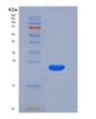 SDS-PAGE analysis of Human KRAS (Gtpase Kras) - Recombinant Protein, showing >95% purity under 15% SDS-PAGE (Reduced)