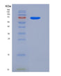 SDS-PAGE analysis of Human SEMA6A (Semaphorin-6A) - Recombinant Protein, showing >90% purity under 15% SDS-PAGE (Reduced)