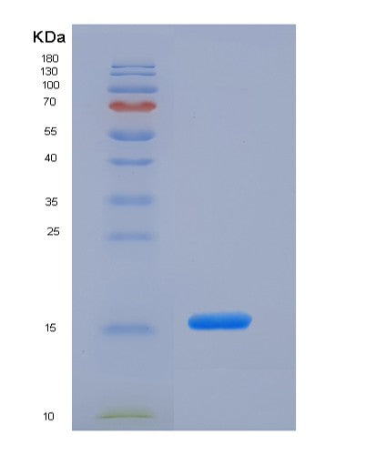 SDS-PAGE analysis of Mouse Mog (Myelin-Oligodendrocyte Glycoprotein) - Recombinant Protein, showing >95% purity under 15% SDS-PAGE (Reduced)