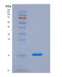 SDS-PAGE analysis of Mouse Mog (Myelin-Oligodendrocyte Glycoprotein) - Recombinant Protein, showing >95% purity under 15% SDS-PAGE (Reduced)