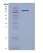 SDS-PAGE analysis of Human SRPK1 (Srsf Protein Kinase 1) - Recombinant Protein, showing >85% purity under 15% SDS-PAGE (Reduced)