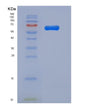 SDS-PAGE analysis of Mouse Igsf8 (Immunoglobulin Superfamily Member 8) - Recombinant Protein, showing >90% purity under 15% SDS-PAGE (Reduced)