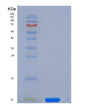 SDS-PAGE analysis of Human COL6A3 (Collagen Alpha-3(Vi) Chain) - Recombinant Protein, showing >85% purity under 15% SDS-PAGE (Reduced)