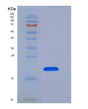 SDS-PAGE analysis of Human GKN1 (Gastrokine-1) - Recombinant Protein, showing >90% purity under 15% SDS-PAGE (Reduced)