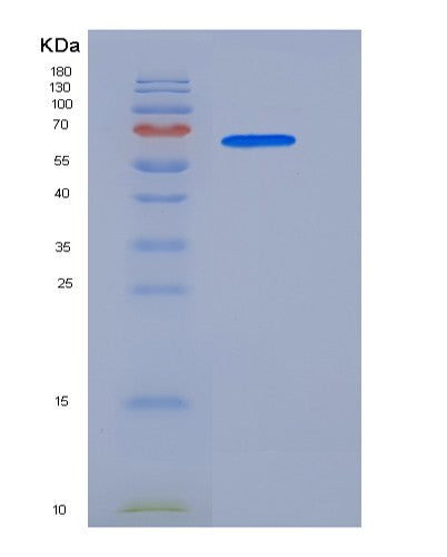 SDS-PAGE analysis of Human MAPK13 (Mitogen-Activated Protein Kinase 13) - Recombinant Protein, showing >90% purity under 15% SDS-PAGE (Reduced)
