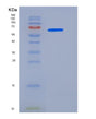 SDS-PAGE analysis of Human MAPK13 (Mitogen-Activated Protein Kinase 13) - Recombinant Protein, showing >90% purity under 15% SDS-PAGE (Reduced)