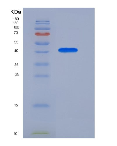 SDS-PAGE analysis of Human APOA4 (Apolipoprotein A-Iv) - Recombinant Protein, showing >85% purity under 15% SDS-PAGE (Reduced)
