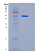 SDS-PAGE analysis of Human PLTP (Phospholipid Transfer Protein) - Recombinant Protein, showing >95% purity under 15% SDS-PAGE (Reduced)