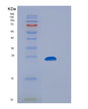 SDS-PAGE analysis of Human FCGR2B (Low Affinity Immunoglobulin Gamma Fc Region Receptor Ii-B) - Recombinant Protein, showing >90% purity under 15% SDS-PAGE (Reduced)