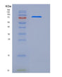 SDS-PAGE analysis of Human MEGF10 (Multiple Epidermal Growth Factor-Like Domains Protein 10) - Recombinant Protein, showing >85% purity under 15% SDS-PAGE (Reduced)