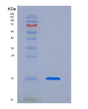 SDS-PAGE analysis of Human CTLA4 (Cytotoxic T-Lymphocyte Protein 4) - Recombinant Protein, showing >95% purity under 15% SDS-PAGE (Reduced)