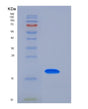 SDS-PAGE analysis of Mouse Tfpi2 (Tissue Factor Pathway Inhibitor 2) - Recombinant Protein, showing >90% purity under 15% SDS-PAGE (Reduced)
