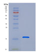 SDS-PAGE analysis of Human PDZD11 (Pdz Domain-Containing Protein 11) - Recombinant Protein, showing >85% purity under 15% SDS-PAGE (Reduced)