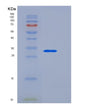 SDS-PAGE analysis of Human APP (Amyloid-Beta Precursor Protein) - Recombinant Protein, CAT# BLT-08421P showing >90% purity under 15% SDS-PAGE (Reduced)