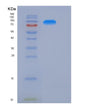 SDS-PAGE analysis of Human KIFBP (Kif-Binding Protein) - Recombinant Protein, showing >90% purity under 15% SDS-PAGE (Reduced)