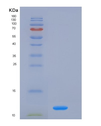 SDS-PAGE analysis of Mouse Fkbp1a (Peptidyl-Prolyl Cis-Trans Isomerase Fkbp1A) - Recombinant Protein, showing >90% purity under 15% SDS-PAGE (Reduced)