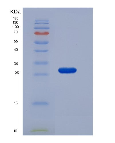 SDS-PAGE analysis of Mouse Rpe (Ribulose-Phosphate 3-Epimerase) - Recombinant Protein, showing >95% purity under 15% SDS-PAGE (Reduced)