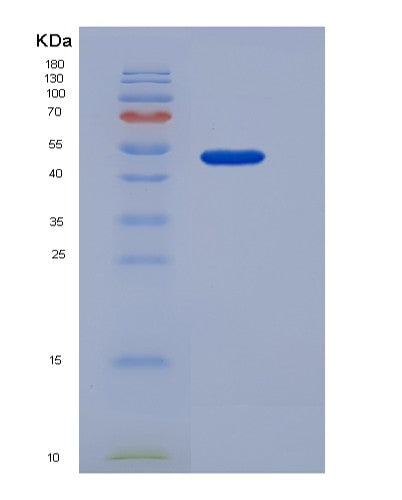 SDS-PAGE analysis of Mouse Colec10 (Collectin-10) - Recombinant Protein, showing >90% purity under 15% SDS-PAGE (Reduced)