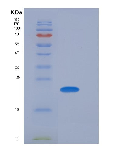 SDS-PAGE analysis of Mouse Sdf2 (Stromal Cell-Derived Factor 2) - Recombinant Protein, showing >90% purity under 15% SDS-PAGE (Reduced)