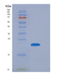 SDS-PAGE analysis of Mouse Sdf2 (Stromal Cell-Derived Factor 2) - Recombinant Protein, showing >90% purity under 15% SDS-PAGE (Reduced)