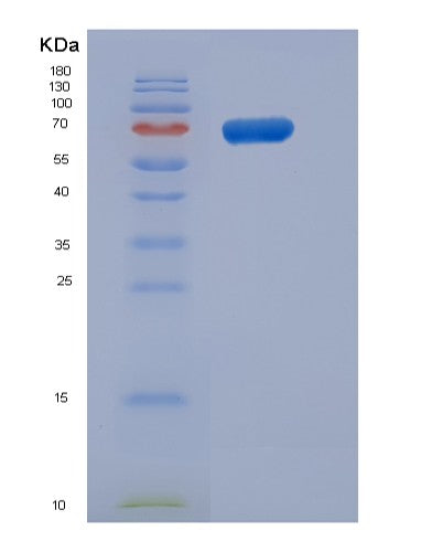 SDS-PAGE analysis of Human CDC37 (Hsp90 Co-Chaperone Cdc37) - Recombinant Protein, showing >90% purity under 15% SDS-PAGE (Reduced)