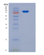 SDS-PAGE analysis of Human SRPK3 (Srsf Protein Kinase 3) - Recombinant Protein, showing >85% purity under 15% SDS-PAGE (Reduced)