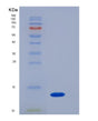 SDS-PAGE analysis of Mouse B2m (Beta-2-Microglobulin) - Recombinant Protein, showing >85% purity under 15% SDS-PAGE (Reduced)