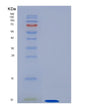 SDS-PAGE analysis of Human GNGT1 (Guanine Nucleotide-Binding Protein G(T) Subunit Gamma-T1) - Recombinant Protein, showing >90% purity under 15% SDS-PAGE (Reduced)