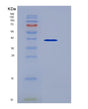 SDS-PAGE analysis of Human GPD1 (Glycerol-3-Phosphate Dehydrogenase [Nad(+)], Cytoplasmic) - Recombinant Protein, showing >85% purity under 15% SDS-PAGE (Reduced)