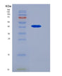 SDS-PAGE analysis of Human TAPBP (Tapasin) - Recombinant Protein, showing >95% purity under 15% SDS-PAGE (Reduced)