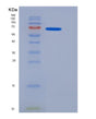 SDS-PAGE analysis of Mouse Mep1a (Meprin A Subunit Alpha) - Recombinant Protein, showing >95% purity under 15% SDS-PAGE (Reduced)