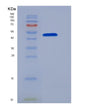 SDS-PAGE analysis of Human CPA1 (Carboxypeptidase A1) - Recombinant Protein, showing >95% purity under 15% SDS-PAGE (Reduced)