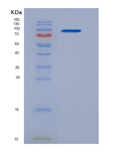 SDS-PAGE analysis of Human PDIA4 (Protein Disulfide-Isomerase A4) - Recombinant Protein, showing >90% purity under 15% SDS-PAGE (Reduced)