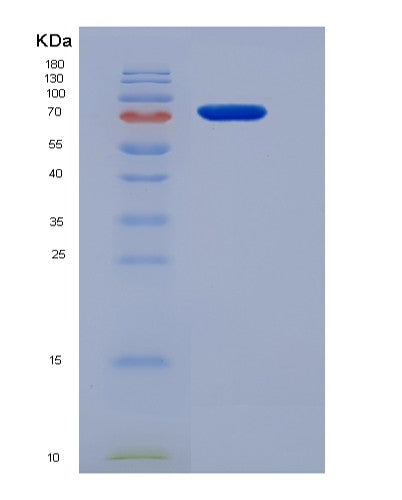 SDS-PAGE analysis of Mouse Ccne1 (G1/S-Specific Cyclin-E1) - Recombinant Protein, showing >90% purity under 15% SDS-PAGE (Reduced)