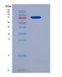 SDS-PAGE analysis of Mouse Ccne1 (G1/S-Specific Cyclin-E1) - Recombinant Protein, showing >90% purity under 15% SDS-PAGE (Reduced)