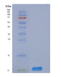 SDS-PAGE analysis of Human DNAJC30 (Dnaj Homolog Subfamily C Member 30, Mitochondrial) - Recombinant Protein, showing >90% purity under 15% SDS-PAGE (Reduced)