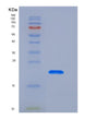 SDS-PAGE analysis of Human CNPY2 (Protein Canopy Homolog 2) - Recombinant Protein, showing >90% purity under 15% SDS-PAGE (Reduced)