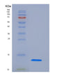 SDS-PAGE analysis of Human SLPI (Antileukoproteinase) - Recombinant Protein, showing >90% purity under 15% SDS-PAGE (Reduced)