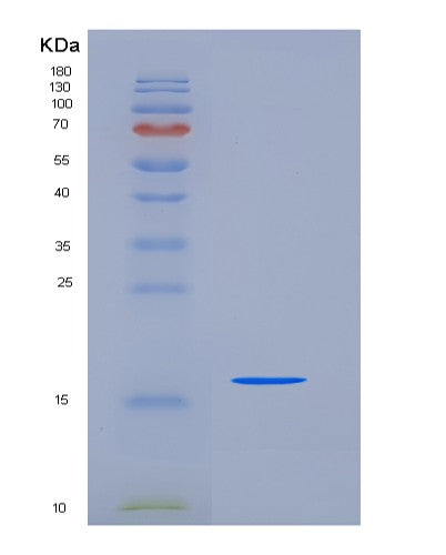 SDS-PAGE analysis of Human BOLA1 (Bola-Like Protein 1) - Recombinant Protein, showing >90% purity under 15% SDS-PAGE (Reduced)