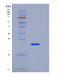 SDS-PAGE analysis of Human FCGR2B (Low Affinity Immunoglobulin Gamma Fc Region Receptor Ii-B) - Recombinant Protein, showing >85% purity under 15% SDS-PAGE (Reduced)
