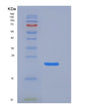 SDS-PAGE analysis of Mouse Klrb1a (Killer Cell Lectin-Like Receptor Subfamily B Member 1A) - Recombinant Protein, showing >85% purity under 15% SDS-PAGE (Reduced)