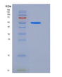 SDS-PAGE analysis of Mouse Ddc (Aromatic-L-Amino-Acid Decarboxylase) - Recombinant Protein, showing >85% purity under 15% SDS-PAGE (Reduced)