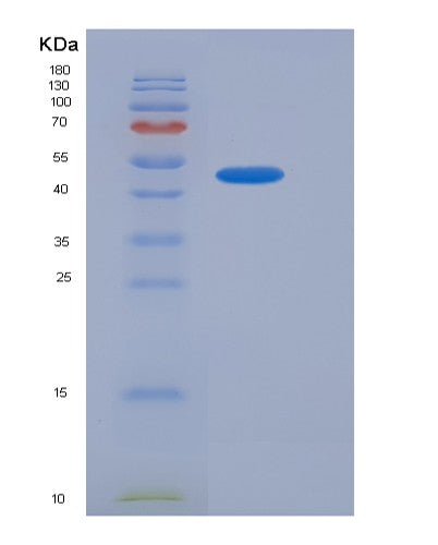SDS-PAGE analysis of Human SMPDL3A (Cyclic Gmp-Amp Phosphodiesterase Smpdl3A) - Recombinant Protein, showing >90% purity under 15% SDS-PAGE (Reduced)